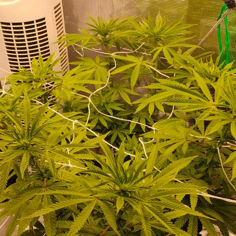 Battlecat growlog timeline photo