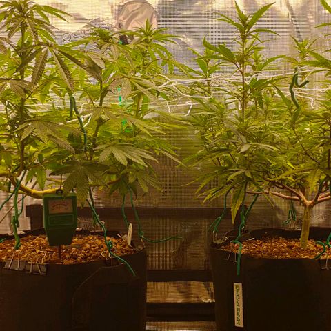 Battlecat growlog timeline photo