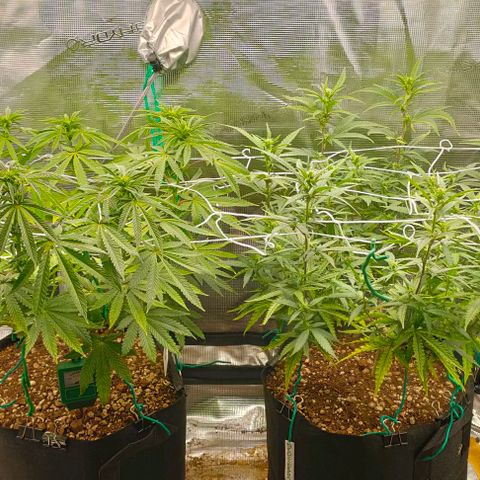 Battlecat growlog timeline photo
