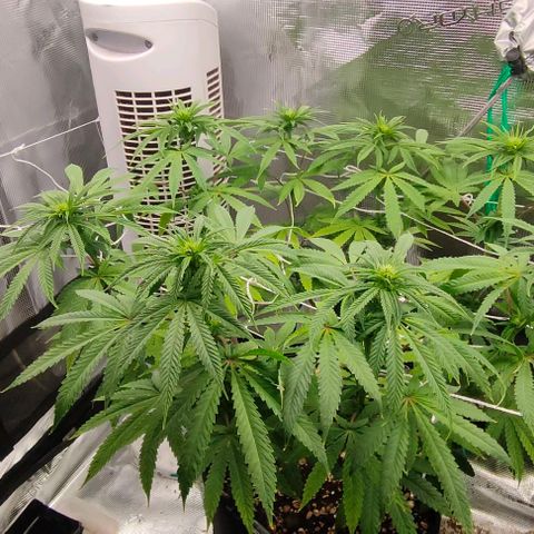 Battlecat growlog timeline photo