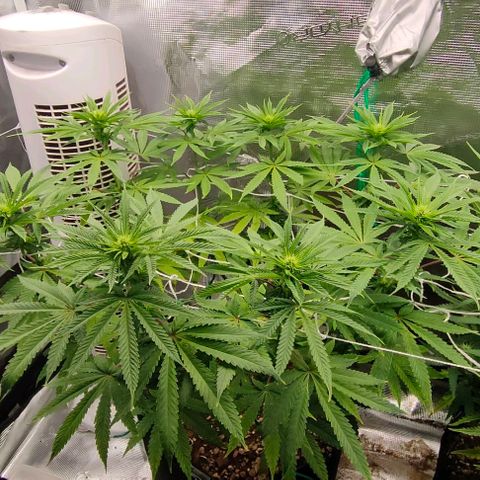 Battlecat growlog timeline photo
