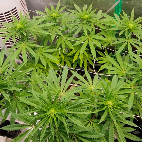 Battlecat growlog timeline photo