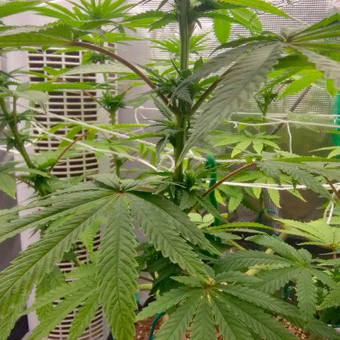 Battlecat growlog timeline photo