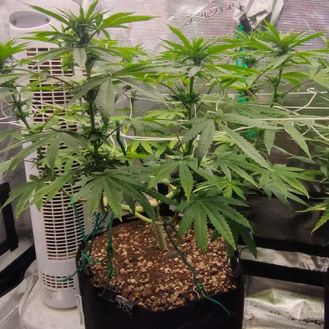 Battlecat growlog timeline photo