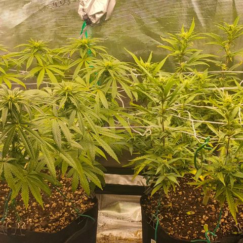 Battlecat growlog timeline photo