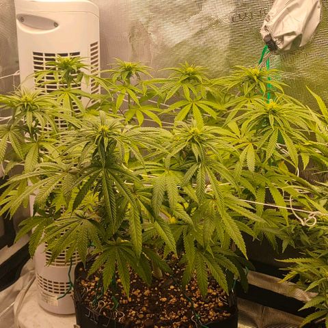 Battlecat growlog timeline photo