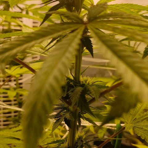 Battlecat growlog timeline photo