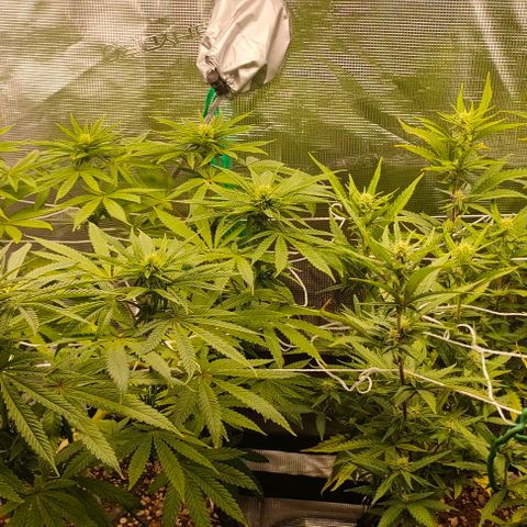 Battlecat growlog timeline photo