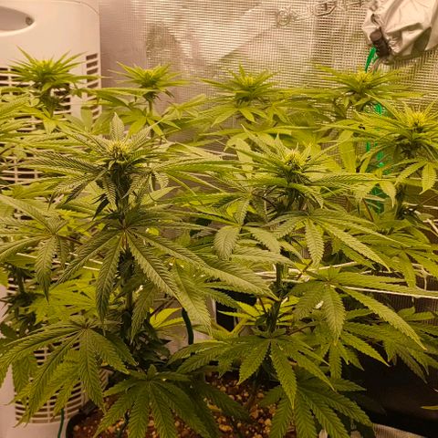 Battlecat growlog timeline photo