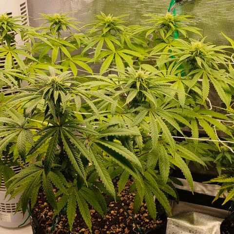 Battlecat growlog timeline photo
