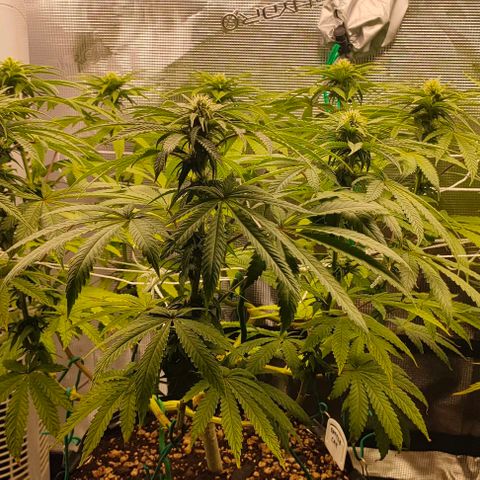 Battlecat growlog timeline photo
