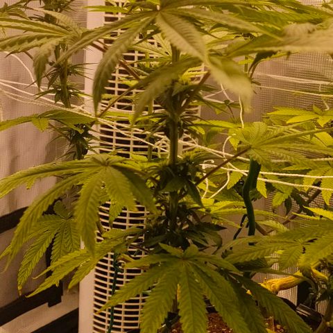Battlecat growlog timeline photo