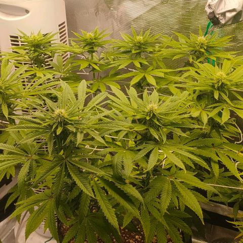 Battlecat growlog timeline photo
