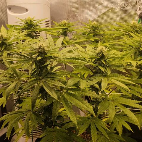 Battlecat growlog timeline photo