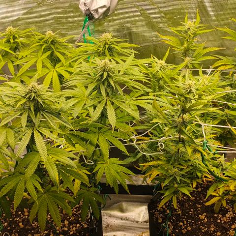 Battlecat growlog timeline photo