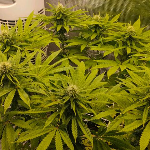 Battlecat growlog timeline photo