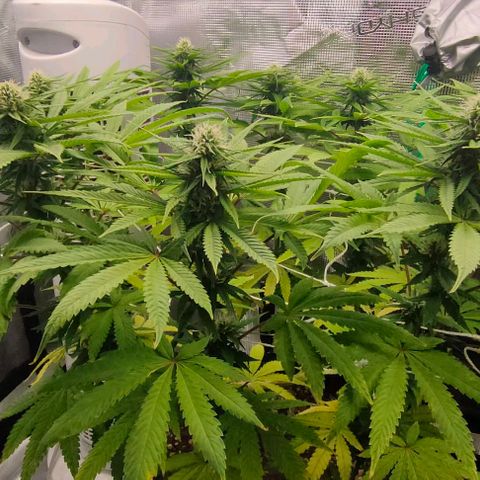 Battlecat growlog timeline photo