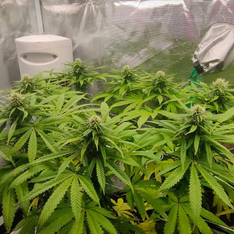 Battlecat growlog timeline photo