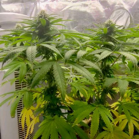 Battlecat growlog timeline photo
