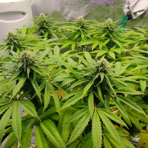 Battlecat growlog timeline photo