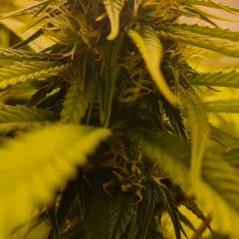 Battlecat growlog timeline photo