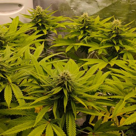 Battlecat growlog timeline photo