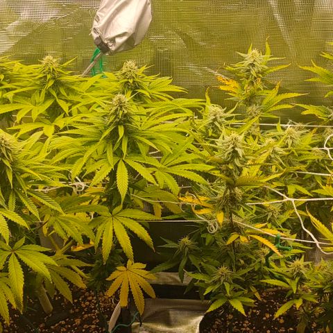 Battlecat growlog timeline photo