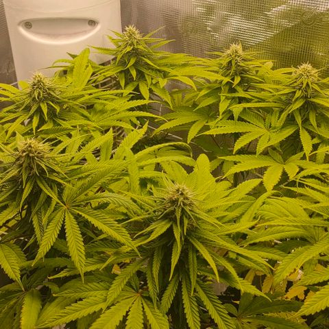 Battlecat growlog timeline photo