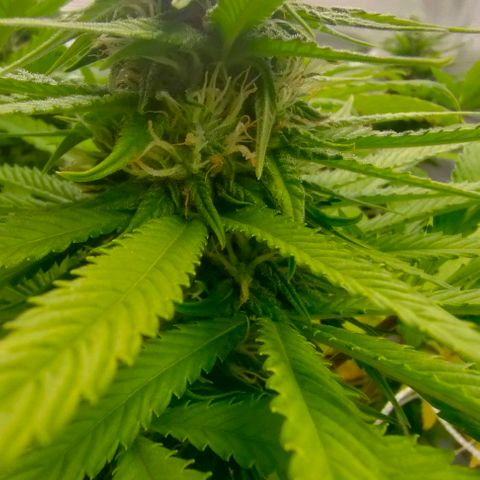 Battlecat growlog timeline photo