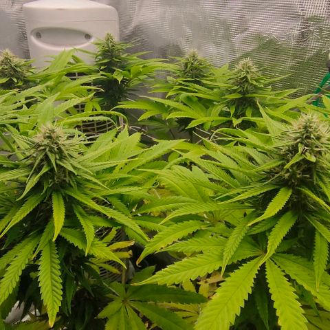 Battlecat growlog timeline photo
