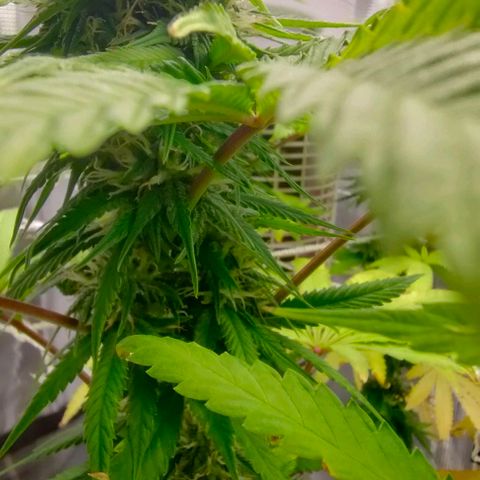 Battlecat growlog timeline photo