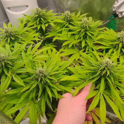 Battlecat growlog timeline photo