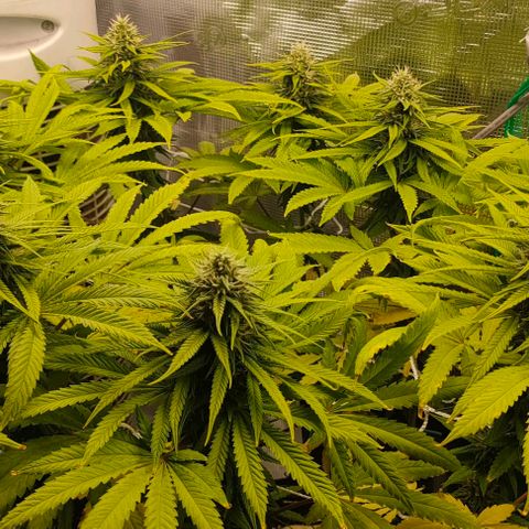 Battlecat growlog timeline photo