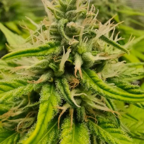 Battlecat growlog timeline photo