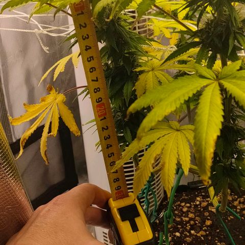 Battlecat growlog timeline photo