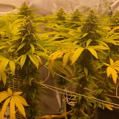 Battlecat growlog timeline photo