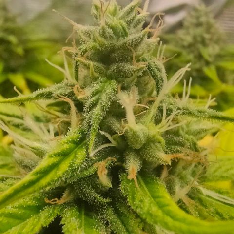 Battlecat growlog timeline photo