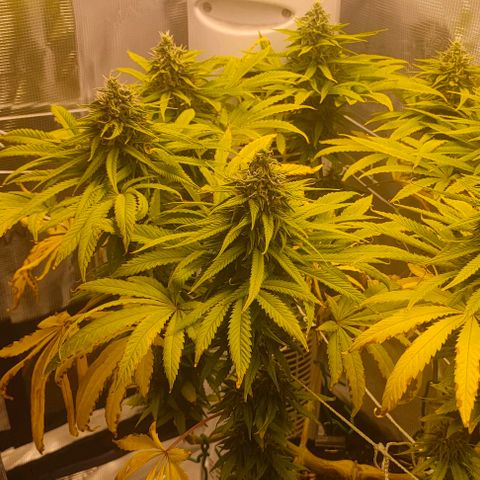 Battlecat growlog timeline photo