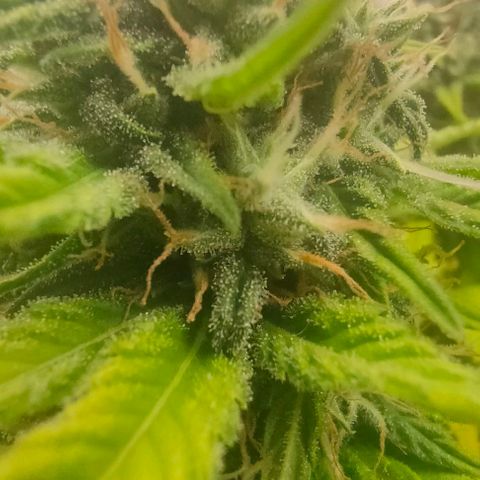 Battlecat growlog timeline photo