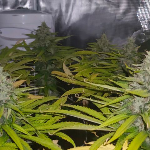 Battlecat growlog photo: closeup and night shot. poor girl is going to limp across the line.