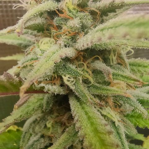 Battlecat growlog photo: closeup and night shot. poor girl is going to limp across the line.