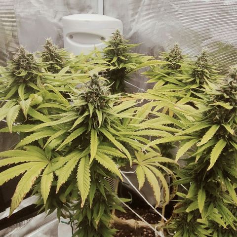 Battlecat growlog timeline photo