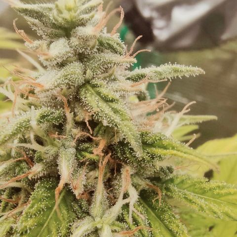 Battlecat growlog timeline photo