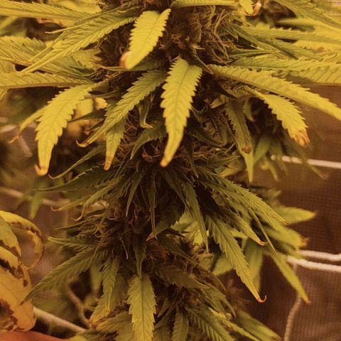 Battlecat growlog timeline photo