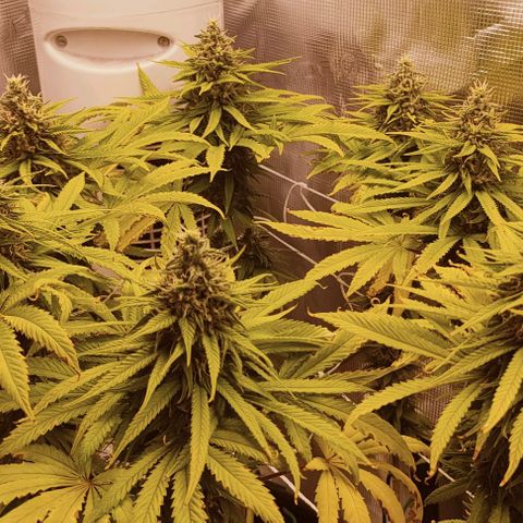 Battlecat growlog timeline photo