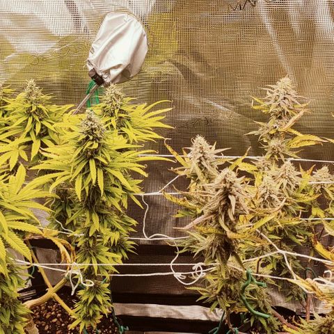 Battlecat growlog timeline photo