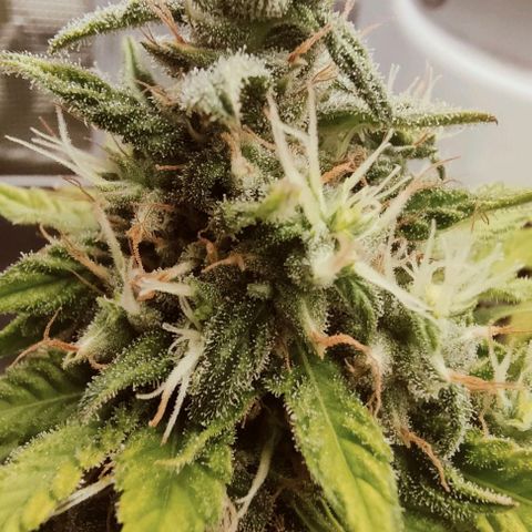Battlecat growlog timeline photo
