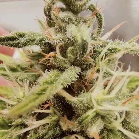 Battlecat growlog timeline photo