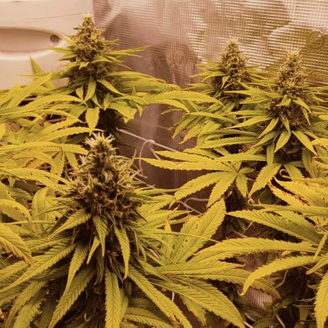 Battlecat growlog timeline photo