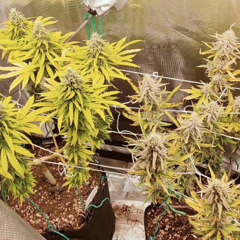 Battlecat growlog timeline photo